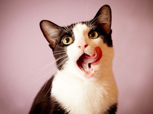 Febre de gatos fofos na internet vira negócio e gera renda Febre de gatos fofos na internet vira negócio e gera renda