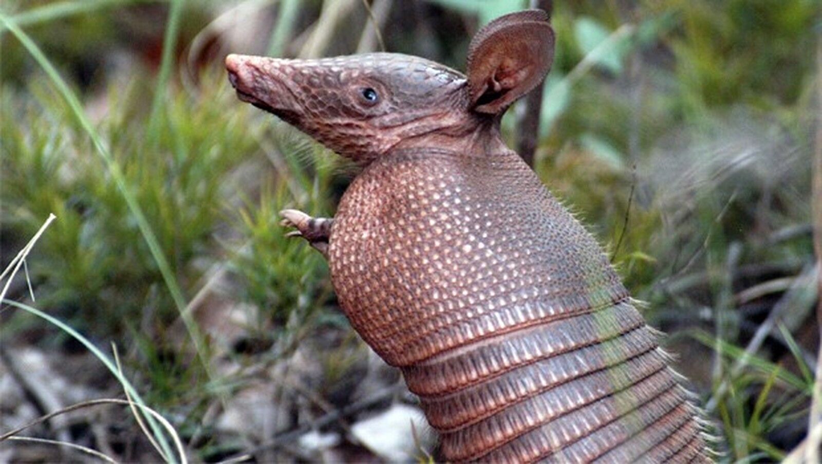 Homem atira em tatu, bala ricocheteia e atinge atirador no rosto Homem atira em tatu, bala ricocheteia e atinge atirador no rosto