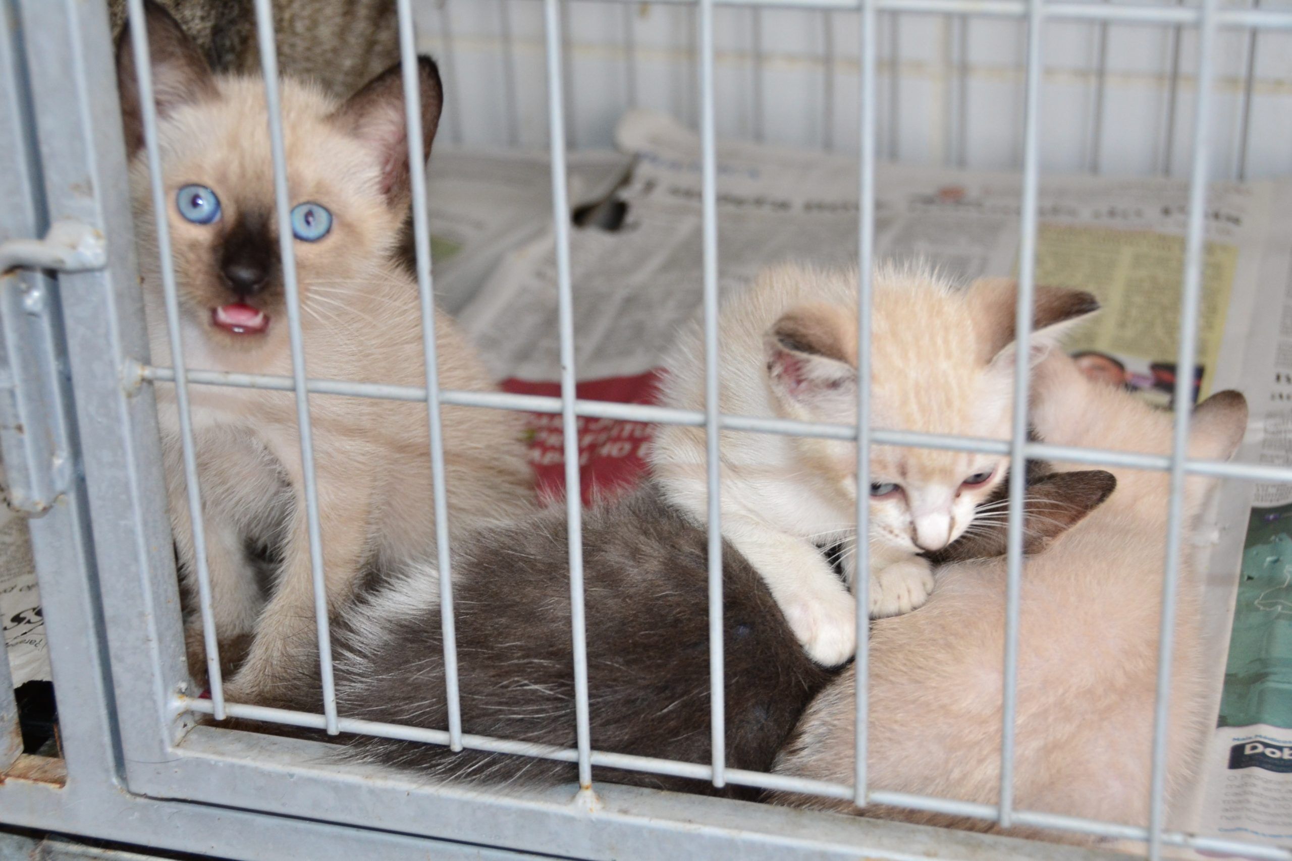 CCZ realiza semana especial de adoção para cães e gatos resgatados em Campina Grande CCZ realiza semana especial de adoção para cães e gatos resgatados em Campina Grande