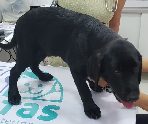 Filhote entra para grupo de salvamento do Corpo de Bombeiros Filhote entra para grupo de salvamento do Corpo de Bombeiros