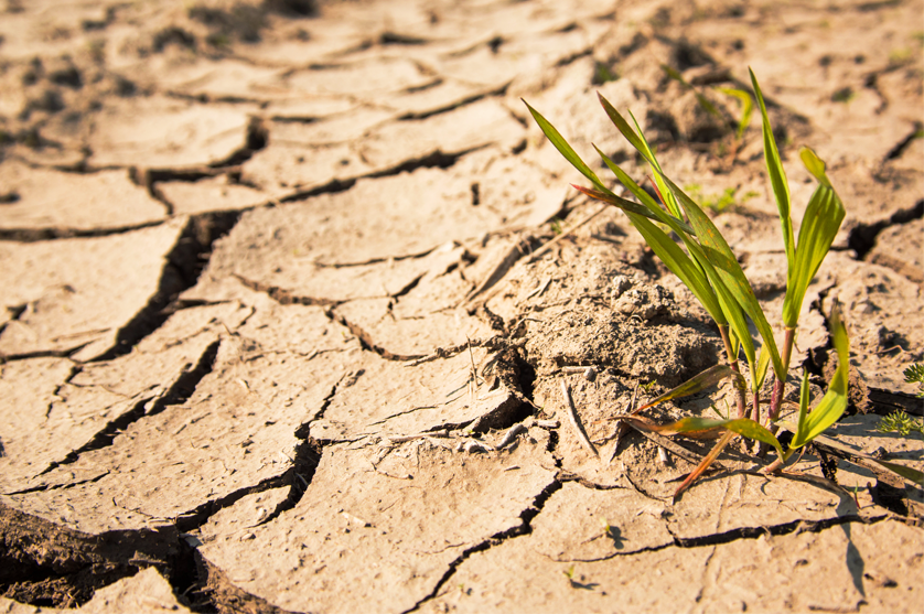 Prefeito de Pombal e mais quatro cidades do Sertão decretam situação de emergência por causa da seca