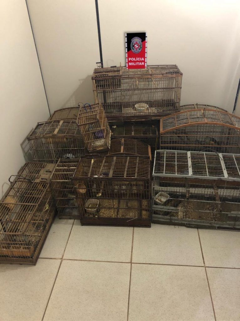 Polícia Ambiental apreende 18 aves silvestres na Paraíba Polícia Ambiental apreende 18 aves silvestres na Paraíba