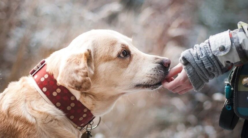 Presidente da Coreia do Sul considera proibir a prática de comer carne de cachorro