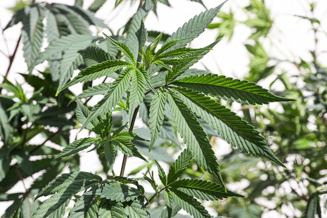 Marcha da Maconha é marcada para 10 de junho em João Pessoa