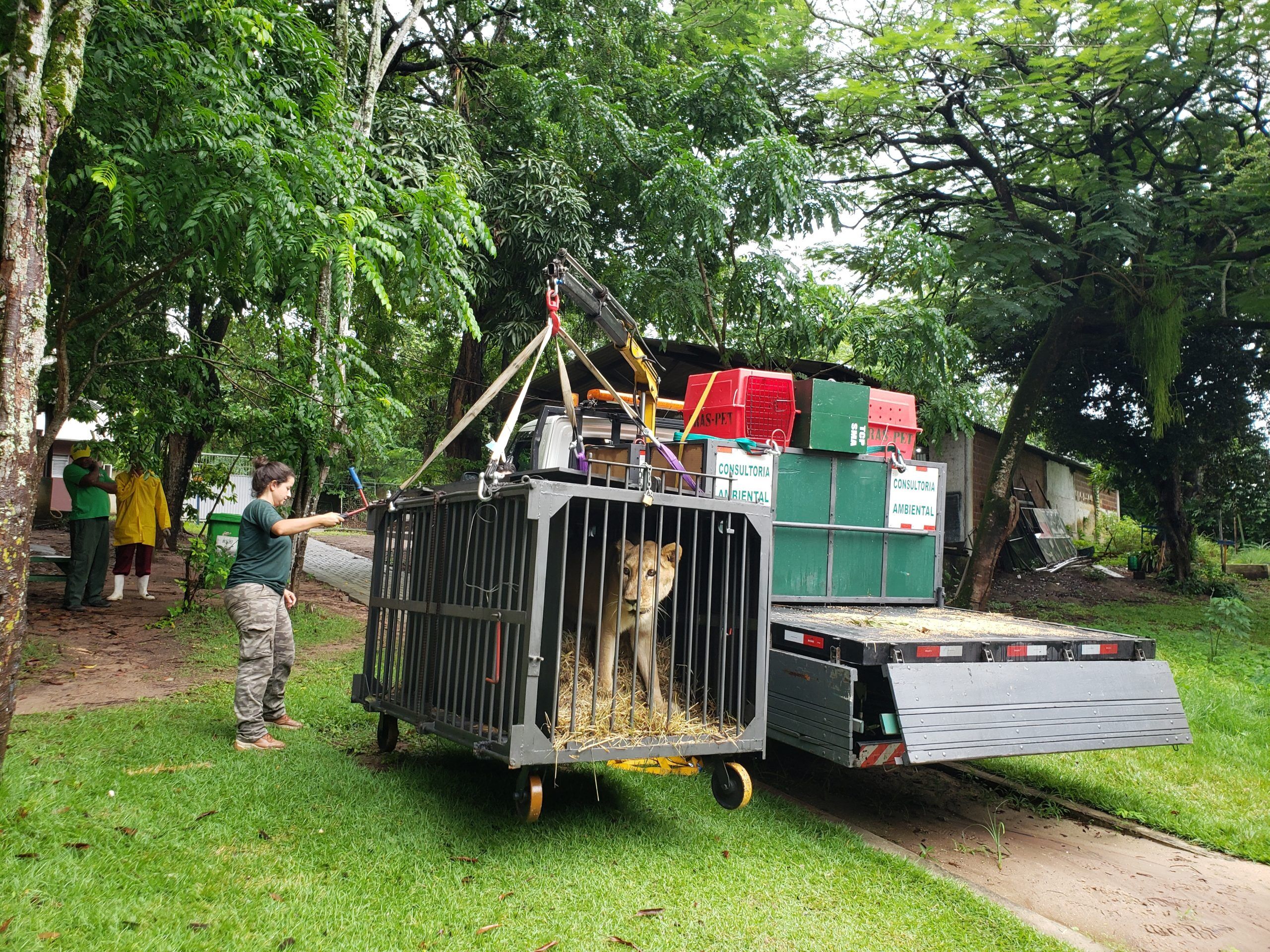 Leoa Mimi chega a João Pessoa e é a nova atração da Bica Leoa Mimi chega a João Pessoa e é a nova atração da Bica