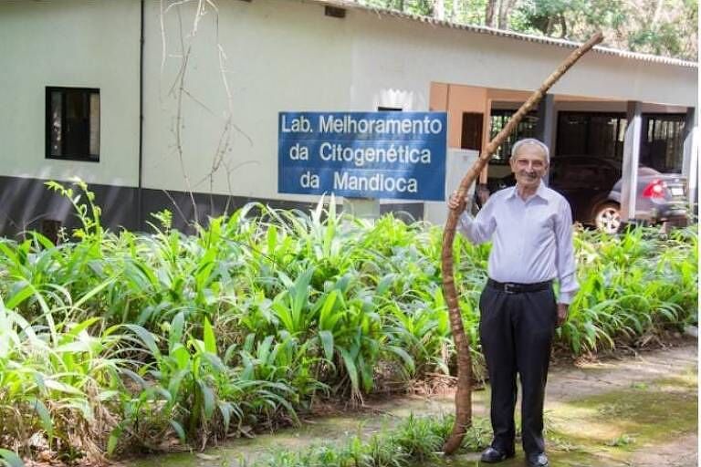 Cientista egípcio quer trazer mandioca gigante à Paraíba Cientista egípcio quer trazer mandioca gigante à Paraíba