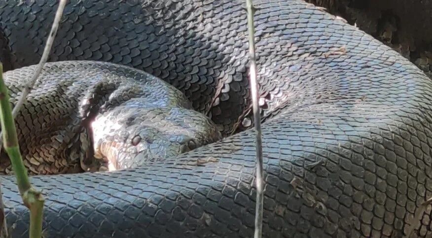 sucuri-verde, morre, rodovia