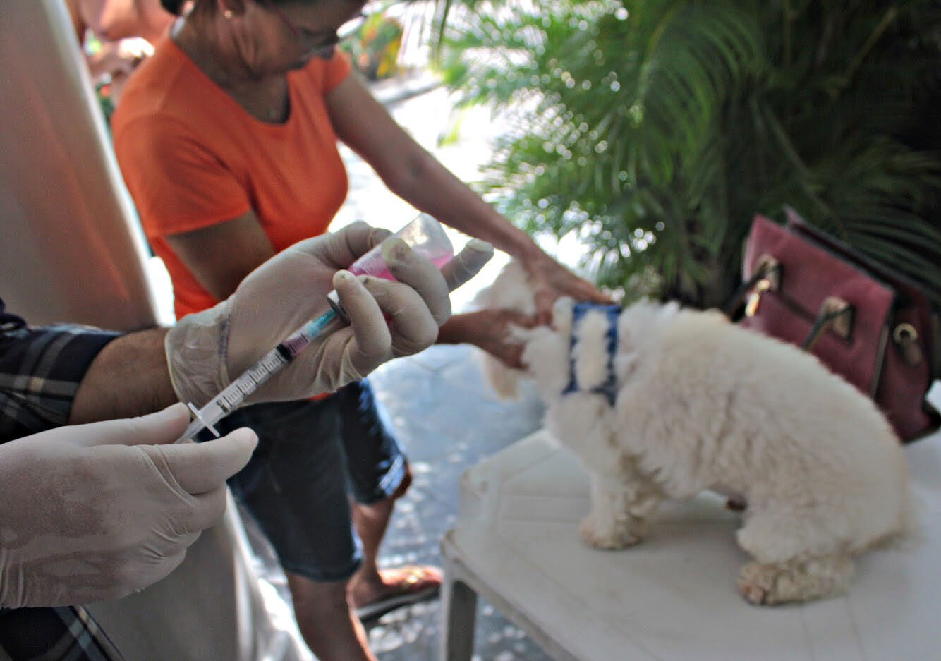 Dia D de vacinação antirrábica ocorre amanhã em toda a Paraíba e mais 820 mil animais devem ser imunizados