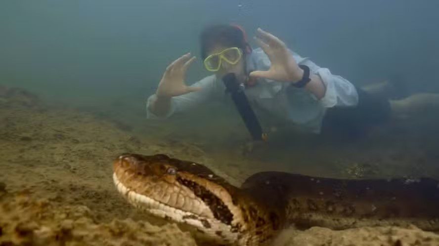 Nova espécie de sucuri-verde é encontrada na Amazônia; cobra tinha 8 metros e mais de 200 quilos Sucuri, cobra