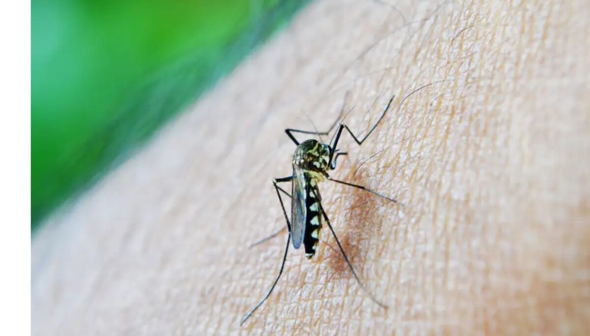 Conheça oito mentiras sobre a dengue e as formas de prevenir a doença Número de casos de dengue duplica em um ano e Paraíba registra mais de 14 mil casos em 2024