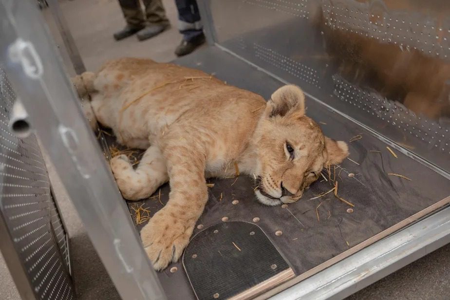 Animais de zoológico da Ucrânia passam fome com fábricas de ração destruídas e operários na guerra Animais de zoológico da Ucrânia passam fome