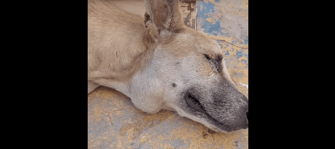 Promotor cobra Prefeitura de Coremas para socorrer cão ferido abandonado em praça e informar providências sobre animais de rua Promotor cobra Prefeitura de Coremas para socorrer cão ferido abandonado em praça e informar providências sobre animais de rua