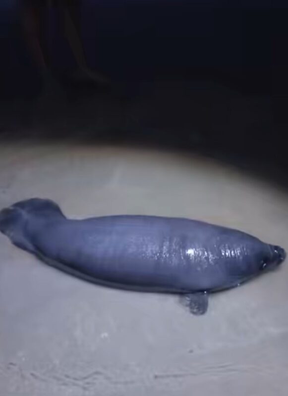 Filhote de peixe-boi resgatado em praia na Paraíba recebe nome do pescador que o encontrou; animal deve ficar dois anos em 'reabilitação'