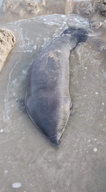 Filhote de peixe-boi resgatado em praia na Paraíba recebe nome do pescador que o encontrou; animal deve ficar dois anos em 'reabilitação'