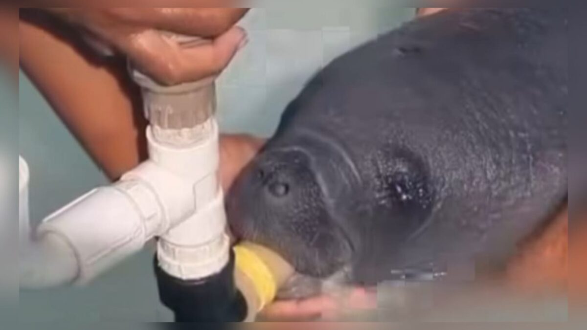Filhote de peixe-boi resgatado em praia na Paraíba recebe nome do pescador que o encontrou; animal deve ficar dois anos em 'reabilitação' Filhote de peixe-boi foi encontrado em praia de Rio Tinto.