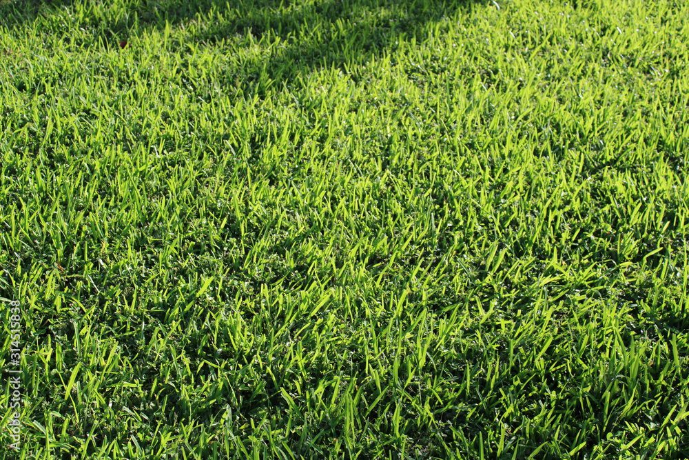Prefeitura de Alagoa Nova lança licitação para comprar mais de R$ 48 mil em grama natural Ainda segundo o edital, a grama natural desempenha um papel na melhoria estética e ambiental de áreas públicas.