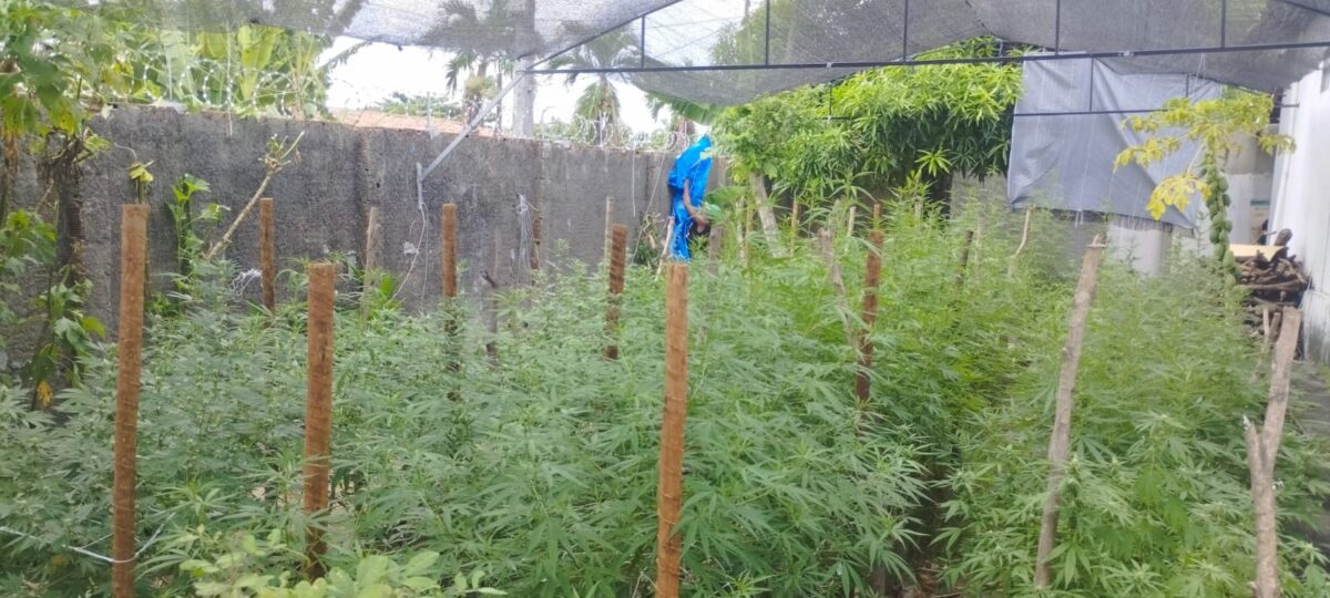 Justiça concede à associação em João Pessoa direito de cultivar cannabis para tratamento médico de 60 pessoas