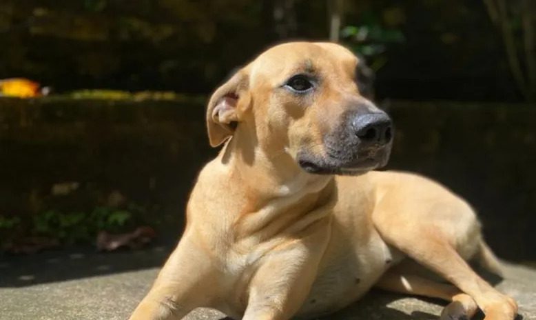 Família pede para enterrar cachorro em jazigo de cemitério público e comove moradores em Patos foto: reprodução/internet