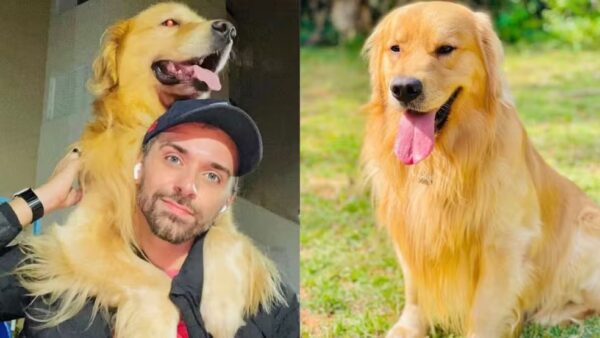 cachorro