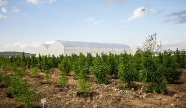 Cultivo de cannabis medicinal, por parte da Abrace.
