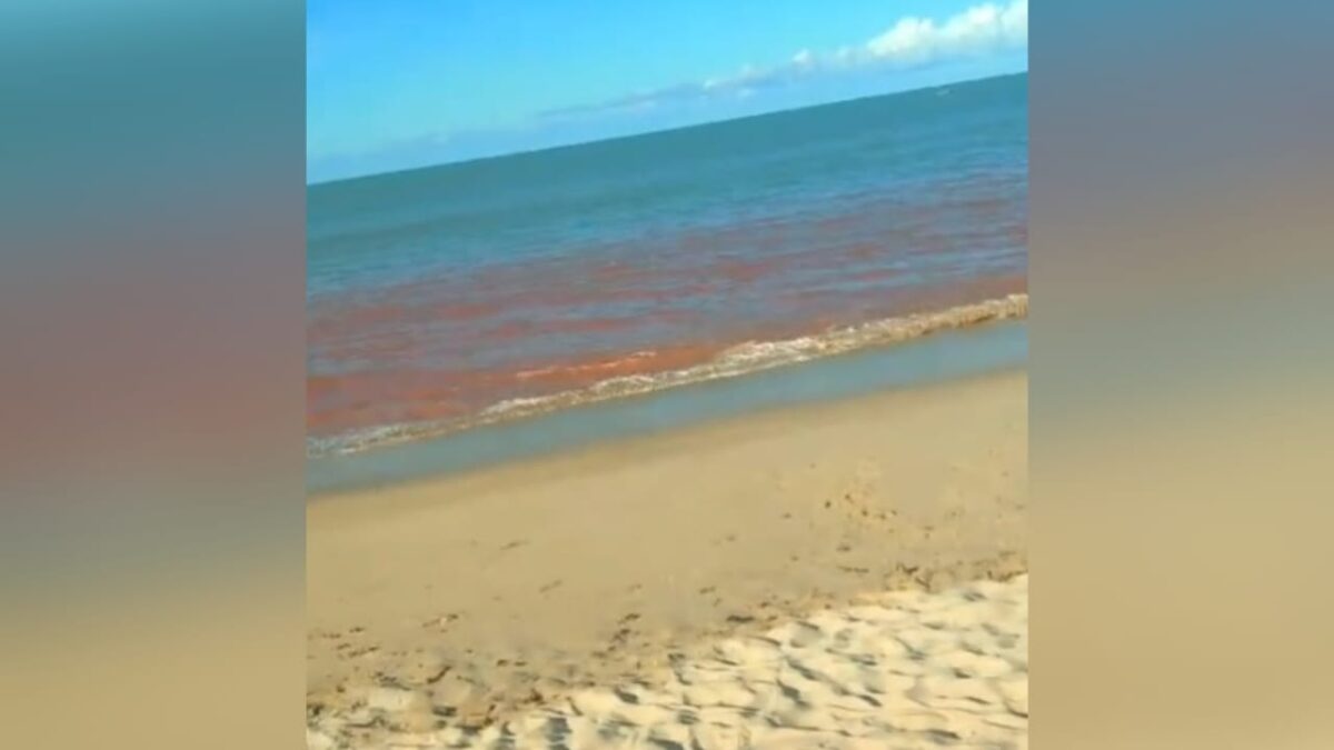 Crescimento de microrganismos causou 'maré vermelha', que mudou cor da água do mar em Cabo Branco Maré Vermelha, Mancha, Crescimento