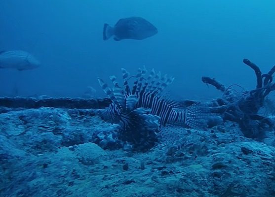 VÍDEO: peixe-leão volta a ser encontrado no Litoral da Paraíba; animal é venenoso e considerado "terror do mar" Peixe-leão foi encontrado a mais de 50 metros de profundidade, no Litoral da Paraíba.