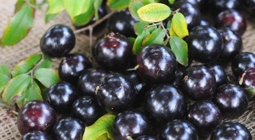 Casca de jabuticaba reduz inflamação e taxas de glicemia; confira outros benefícios casca, jabuticaba, obesidade. síndrome metabólica, saúde