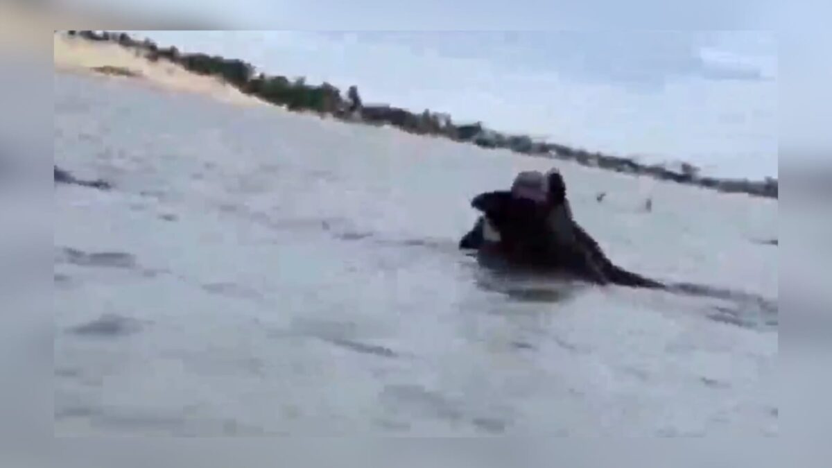 VÍDEO: baleias encalham no litoral nordestino e chamam atenção de banhistas baleias