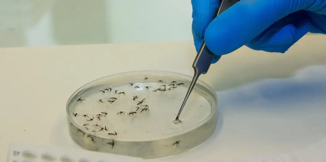 Febre Oropouche tem mais de 5 mil casos confirmados no Brasil; Saúde alerta população febre oropouche, doença, brasil, infectologista, paraíba