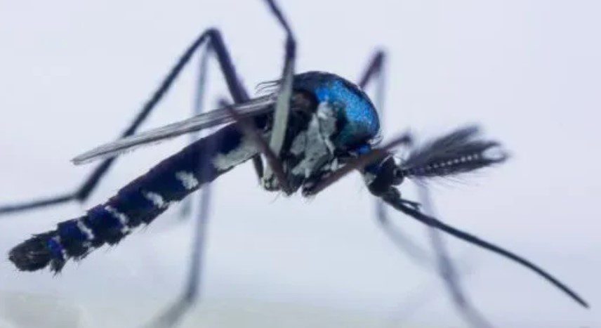 Casos da 'febre do Mayaro' são identificados em humanos no Brasil; veja sintomas e tratamento vírus, mosquito, mayaro, sintomas, dengue, chikungunya