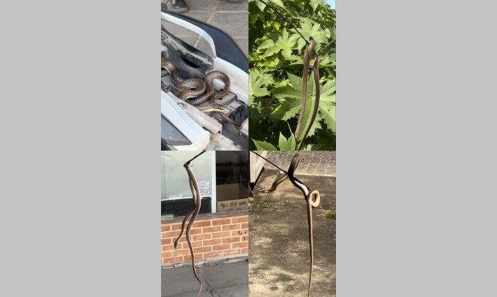 VÍDEO: cobra é achada escondida em moto em João Pessoa e motociclista relata “susto grande” Cobra, Moto,