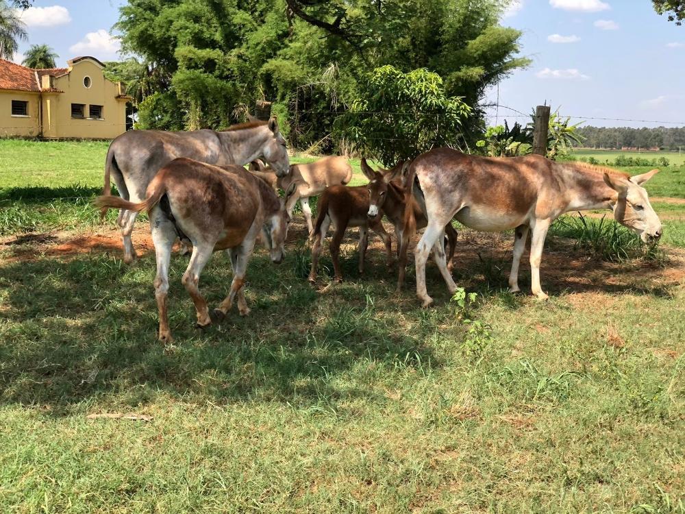 Jumento brasileiro pode entrar em extinção até 2030 com abate para exportação na China, alerta pesquisador Jumento brasileiro pode entrar em extinção até 2030 com abate para exportação na China, alerta pesquisador