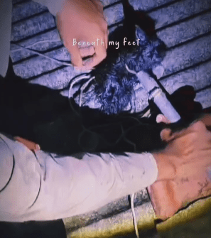 Bombeiros resgatam filhote de gato preso em cano de água Bombeiros resgatam filhote de gato preso em cano de água