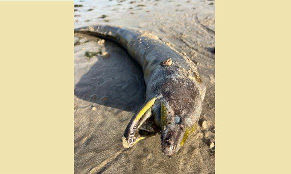 Moreia com mais de um metro é encontrada morta e com plástico dentro do estômago em praia de João Pessoa moreia, morte, praia do Bessa, João Pessoa