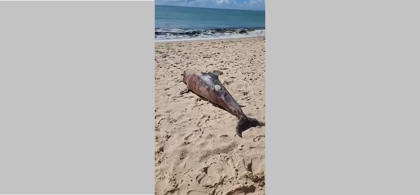 VÍDEO: golfinho é encontrado morto na praia do Bessa, em João Pessoa golfinho, morto, Bessa, poluição, praia