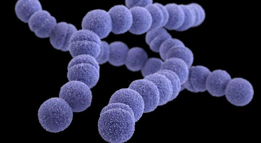Japão registra pico em diagnósticos de bactéria mortal; 77 óbitos foram confirmados Japão, mortes, bactéria, mortal, infecção, falência múltipla