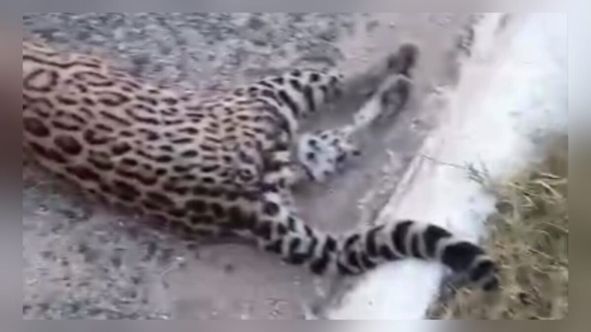 VÍDEO: onça morre após ser atropelada em trecho da BR-230, na Paraíba Onça