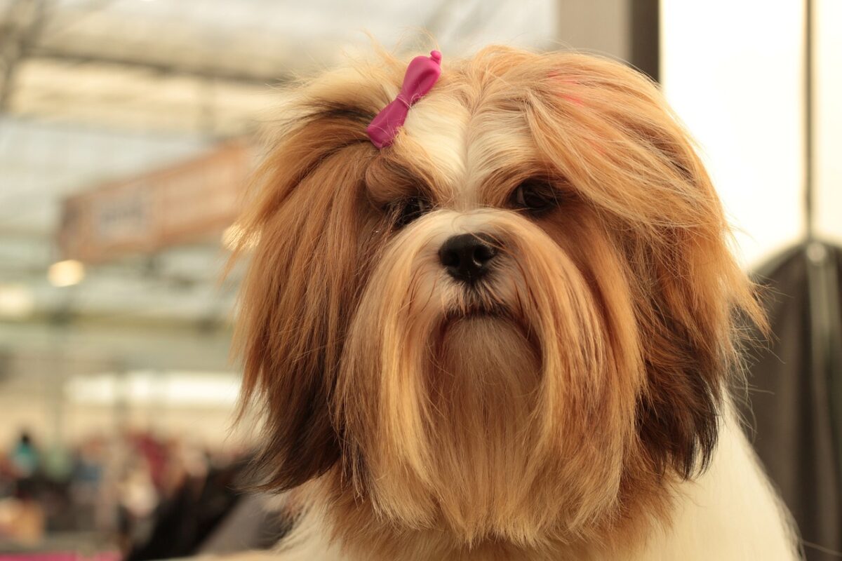 Desembargador José Ricardo Porto ordena avaliação de veterinário em cachorro que mordeu idoso na orla de João Pessoa cachorro, Lhasa Apso