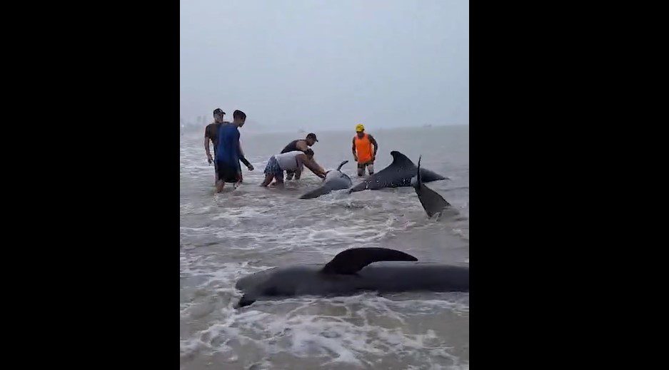 VÍDEO: baleias-piloto continuam sofrendo dois dias após encalhe em praia do litoral nordestino Baleias piloto, Baleias, Encalhe