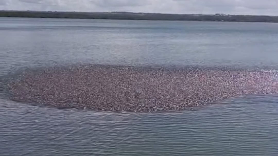 VÍDEO: cardume gigante de sardinhas em praia na Paraíba impressiona populares Cardume gigante de sardinhas, na Paraíba.