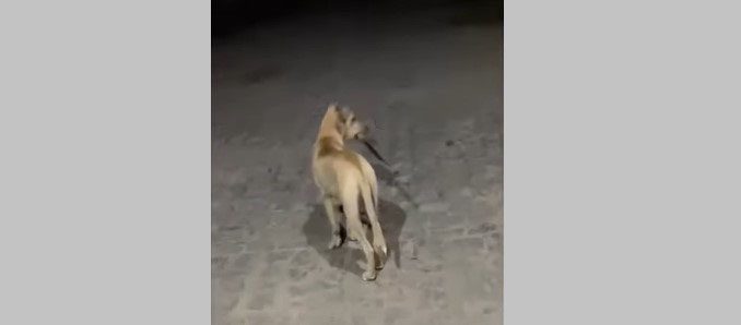 VÍDEO: cachorro com nome Bolsonaro é visto carregando adaga nas ruas de cidade da Paraíba; saiba onde Cachorro, Animal, Adaga