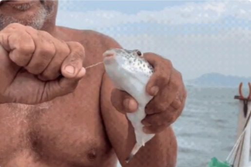 Peixe venenoso encontrado no litoral do Brasil é considerado prato de luxo no Japão; saiba mais Peixe venenoso encontrado no litoral do Brasil é considerado prato de luxo no Japão; saiba mais