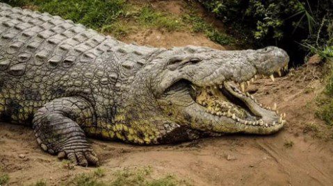 Polícia encontra restos mortais de menina que desapareceu após ataque de crocodilo na Austrália Crocodilo de água salgada é um dos mais perigosos na Austrália — Foto: Crocworld Conservation Centre)