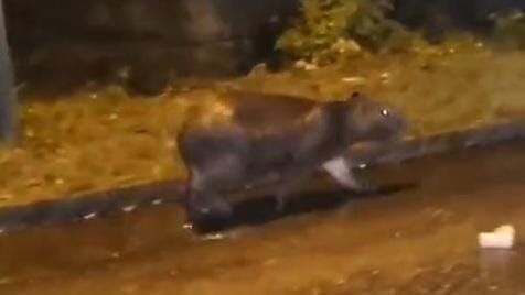 VÍDEO: populares flagram capivara 'passeando' por rua de João Pessoa Capivara foi vista 'passeando' em rua de João Pessoa.