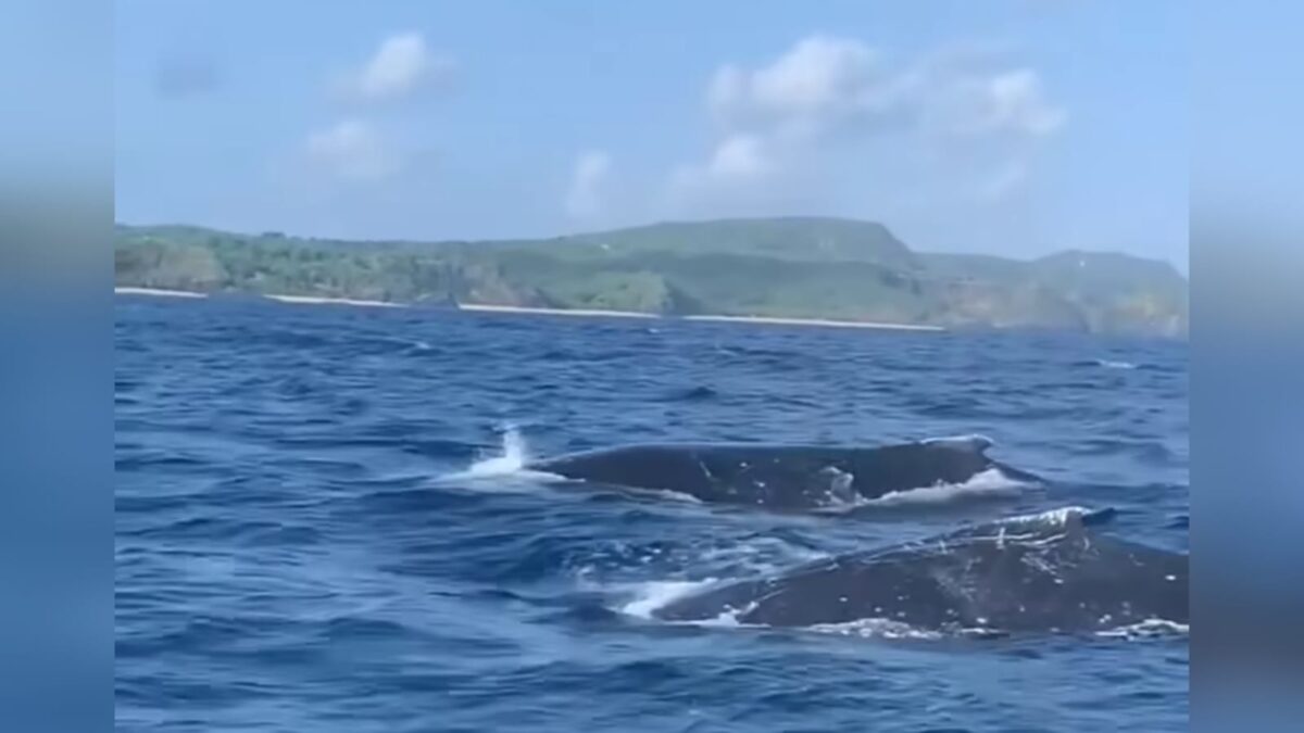 Baleias jubartes chegam ao litoral da PB e RN e público poderá visitá-las em expedições; veja como e valores baleias jubartes, rio grande do norte, mãe