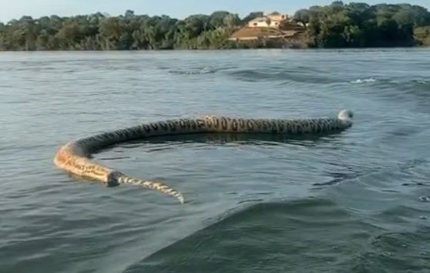 Cobra gigante é filmada por comerciante durante passeio em lago Cobra gigante é filmada por comerciante durante passeio em lago