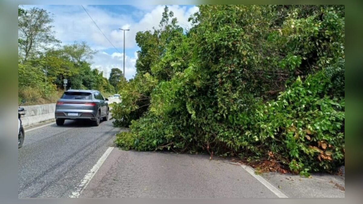Árvore cai e deixa trânsito lento na BR-230 em João Pessoa br-230