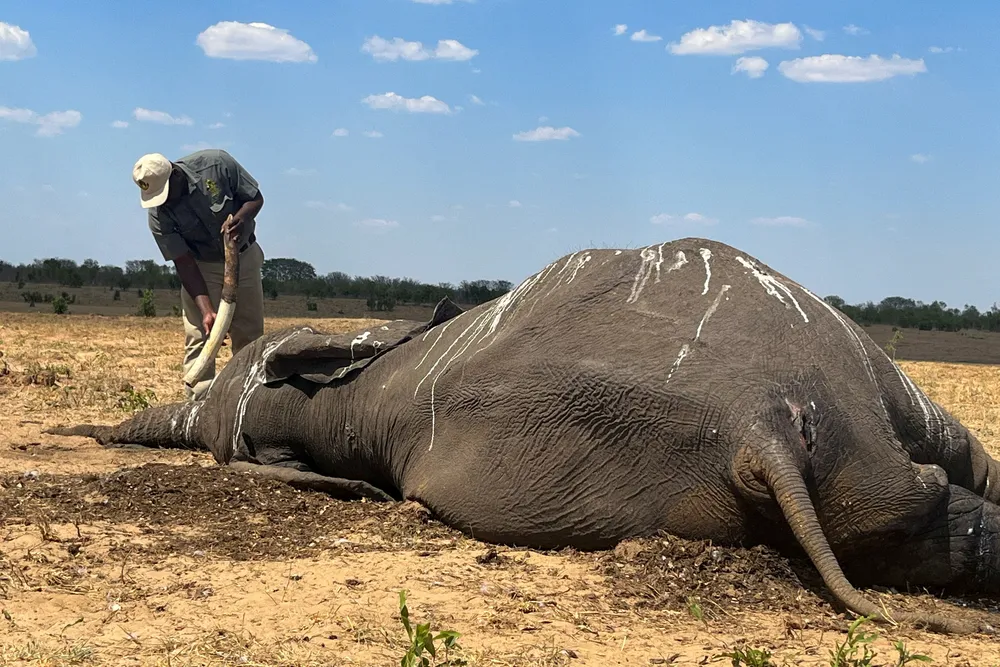 Namíbia anuncia abate de 723 animais selvagens, incluindo 83 elefantes, para distribuir carne a afetados por seca severa Namíbia anuncia abate de 723 animais selvagens, incluindo 83 elefantes