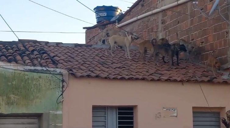 "Só pensa em namorar": cachorros 'invadem' telhado de casas na Paraíba atrás de cadela e viralizam na internet cachorros, telhado, casas, sousa, sertao, paraiba