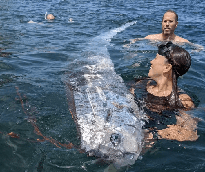 'Peixe do juízo final' é encontrado em praia na costa da Califórnia; espécie costuma ser vista antes de catástrofes 'Peixe do juízo final' é encontrado em praia na costa da Califórnia; espécie costuma ser vista antes de catástrofes